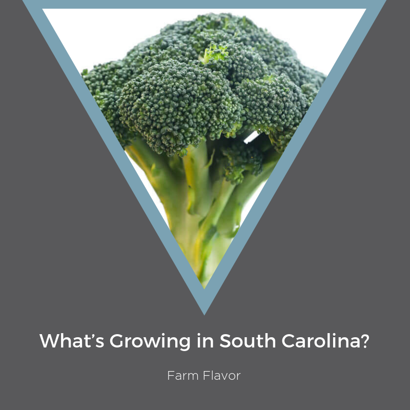#Caregivers, are you wondering what fruits and vegetables to add next to your loved one's meals? Fresh ingredients will be a staple in our residents' diets! <a href="/FarmFlavor/">Farm Flavor</a> shares what's in season in #SouthCarolina! ow.ly/ugff30nNKre #Bluffton