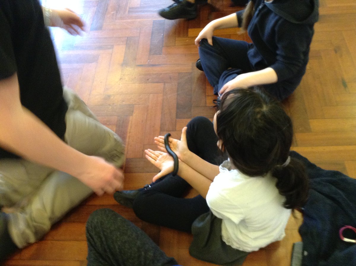 Launcelot Primary tweet media