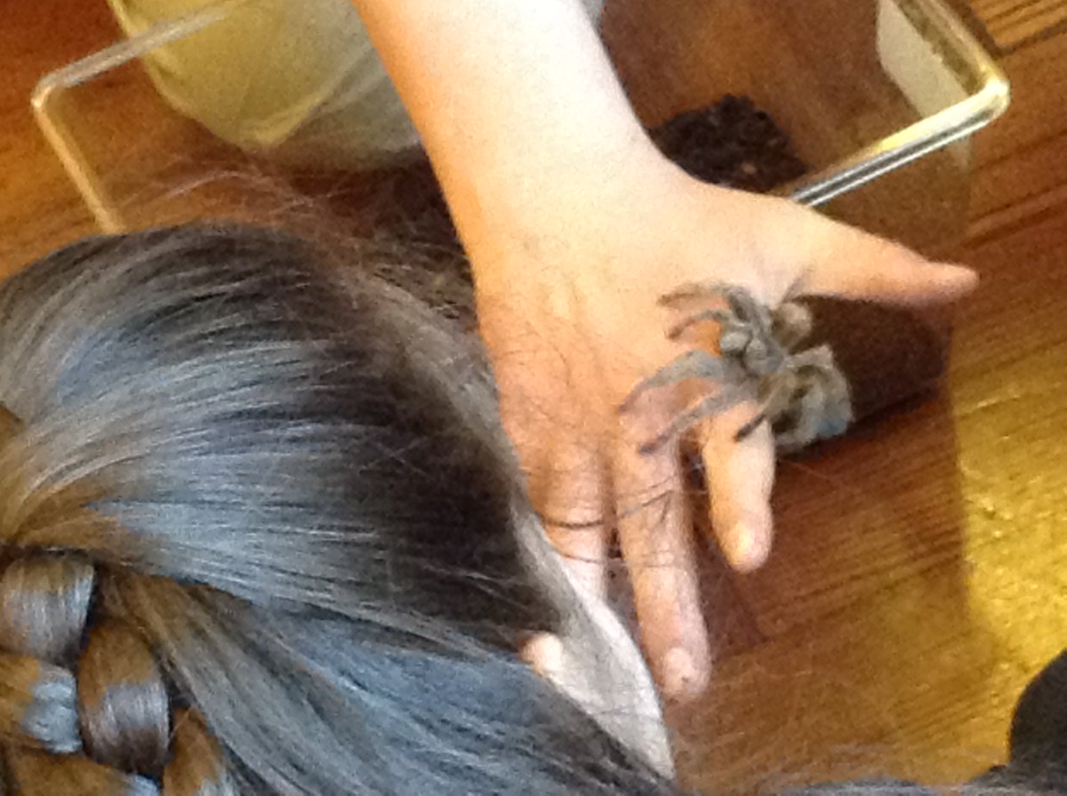 Launcelot Primary tweet media