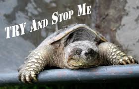 Let's all try to have the motivation of this turtle. #MotivationMonday