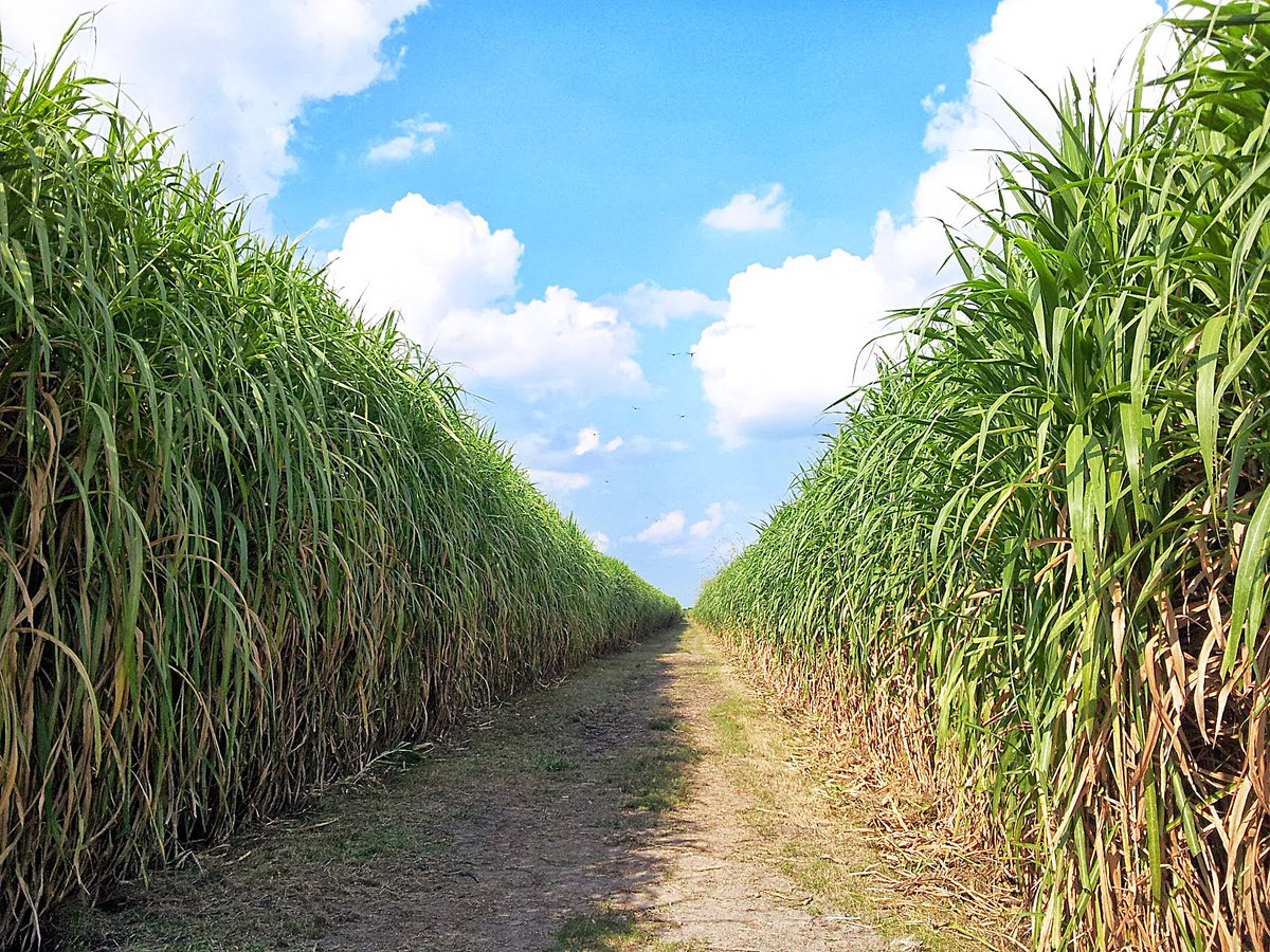 Страны выращивающие сахарный тростник. Багасса сахарного тростника. Мискантус сахарный. Плантации мискантуса. Мискантус гигантский плантации.