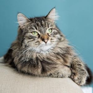 [podcast] Building a Gut-Friendly Pet Food Brand with Purpose with Jack Walker from @scrumblesuk. Learn how they've achieved so much in just 8-months since launch and gained <a href="/BCorpUK/">B Corp UK</a> status: buff.ly/2XOwjF8