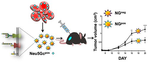 nanotrac's tweet photo. ACS Nano [ASAP] Biomimetic Glyconanoparticle Vaccine for Cancer Immunotherapy: ACS NanoDOI: 10.1021/acsnano.8b07241 https://t.co/uxtR93YZon Via @acsnano #ACSNano #Nanoscience #Nanotechnology #CharacterizationOfNanostructures #NanoDevices #Chemistry #Engineering https://t.co/Q5QGe0CJIf