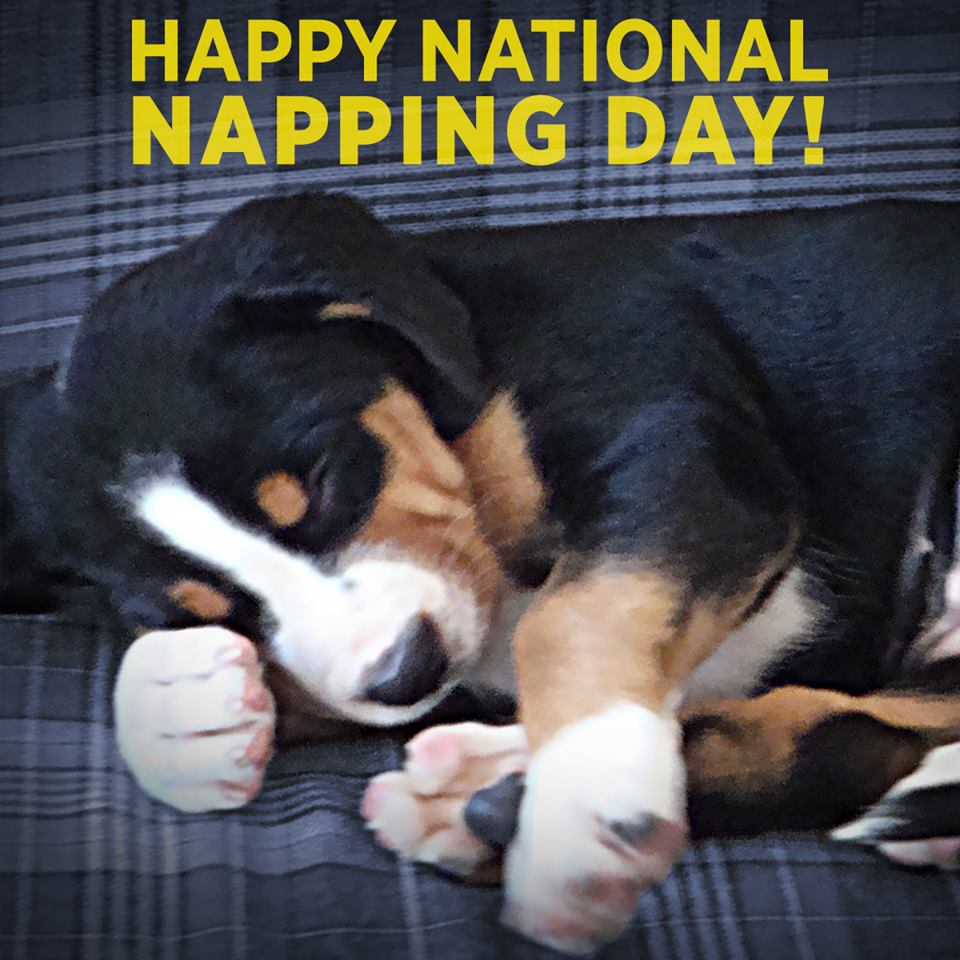 FabricLatest's tweet image. Still tired from losing that hour of sleep over the weekend? Good thing it&apos;s #NationalNappingDay!