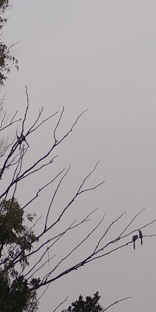 Extremely far and that's a phone camera, but those are two pairs of Grey Hornbills in Rajdhani nursery.
#citybiodiversity #natureinthecity
Delhi