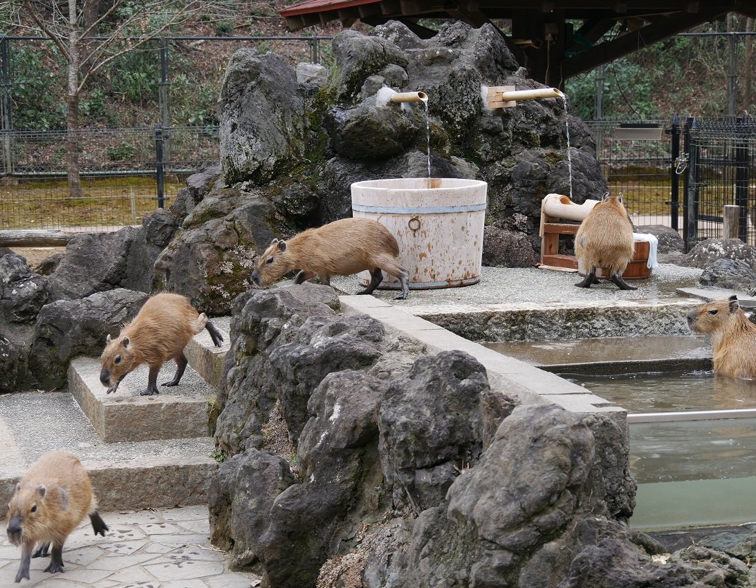 なつ Ar Twitter ご飯に釣られて温泉に入っていた子カピ達ですが 途中なぜかみんな揃って出てしまう場面も 地面に残った足跡も可愛い 埼玉県こども動物自然公園 カピバラ カピバラ温泉