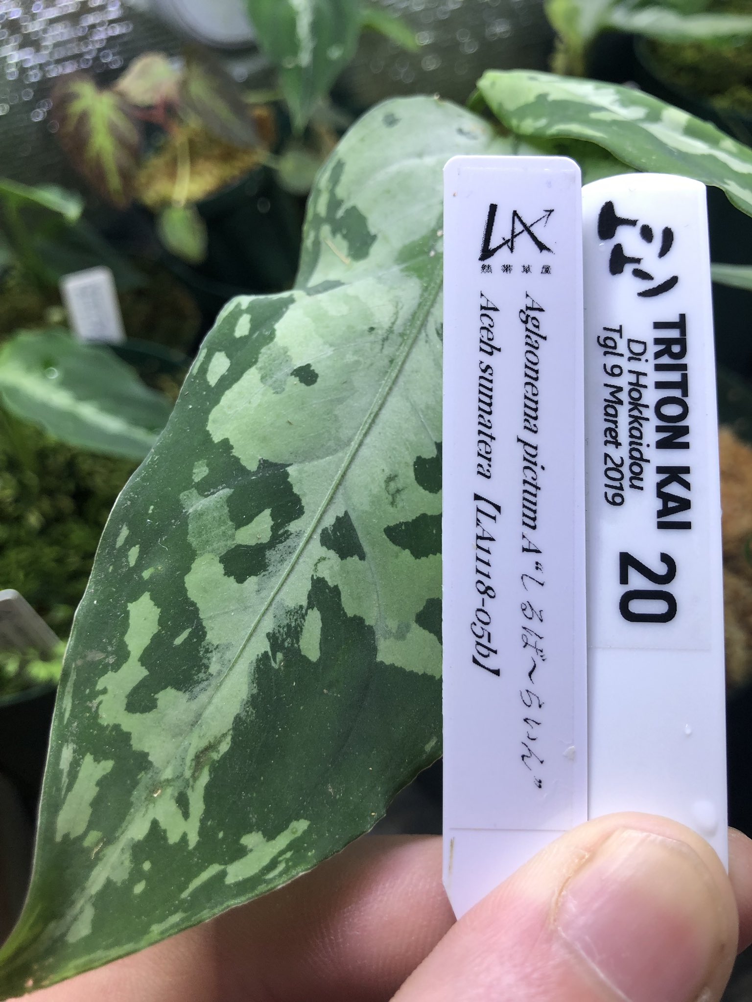 LA便】アグラオネマ Aglaonema pictum tricolor【LA1118-05b】セレクト株