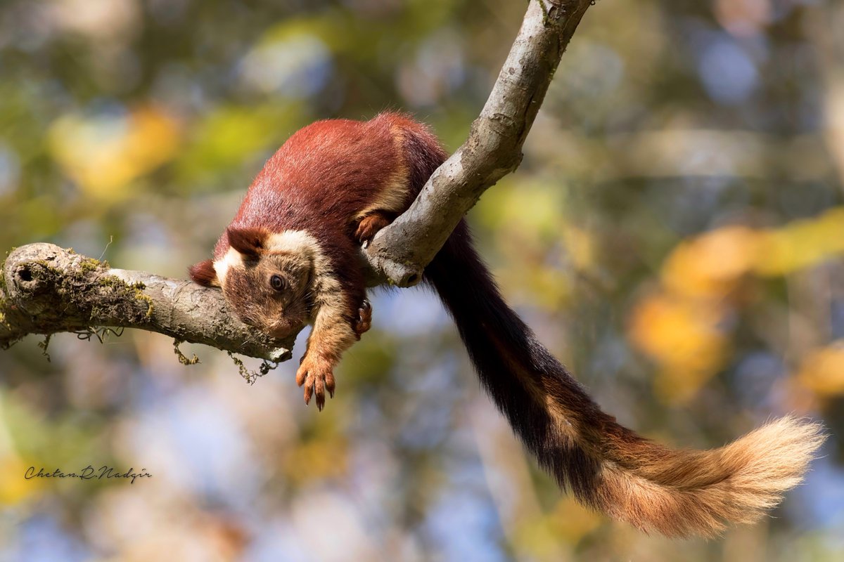 Malabar Giant Squirrel