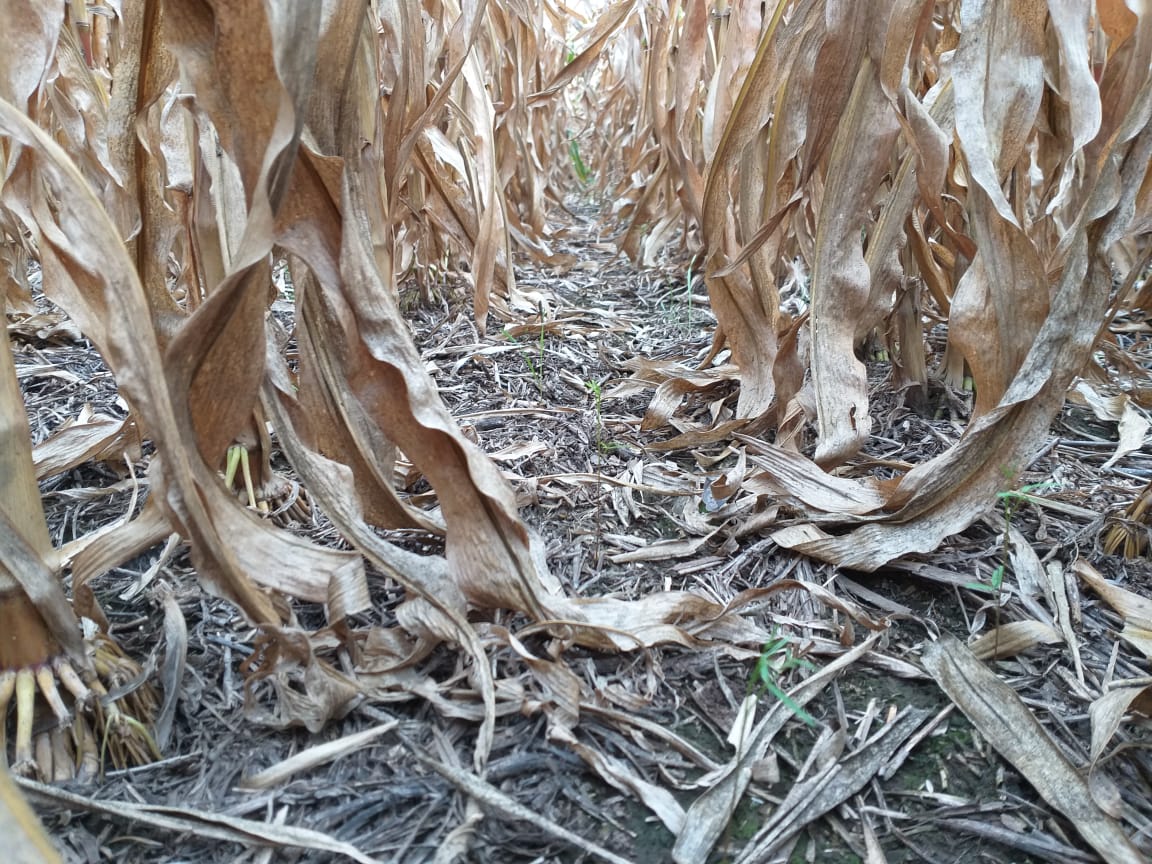 elcabureinsumos's tweet photo. 🌱Más fotos del nacimiento de #vicia inoculada y #centeno como CC en maíz en pie en Justiniano Posse (Cba) con siembra aérea. Gracias ing @leomondino #elcabureinsumos https://t.co/CEFabqgayE