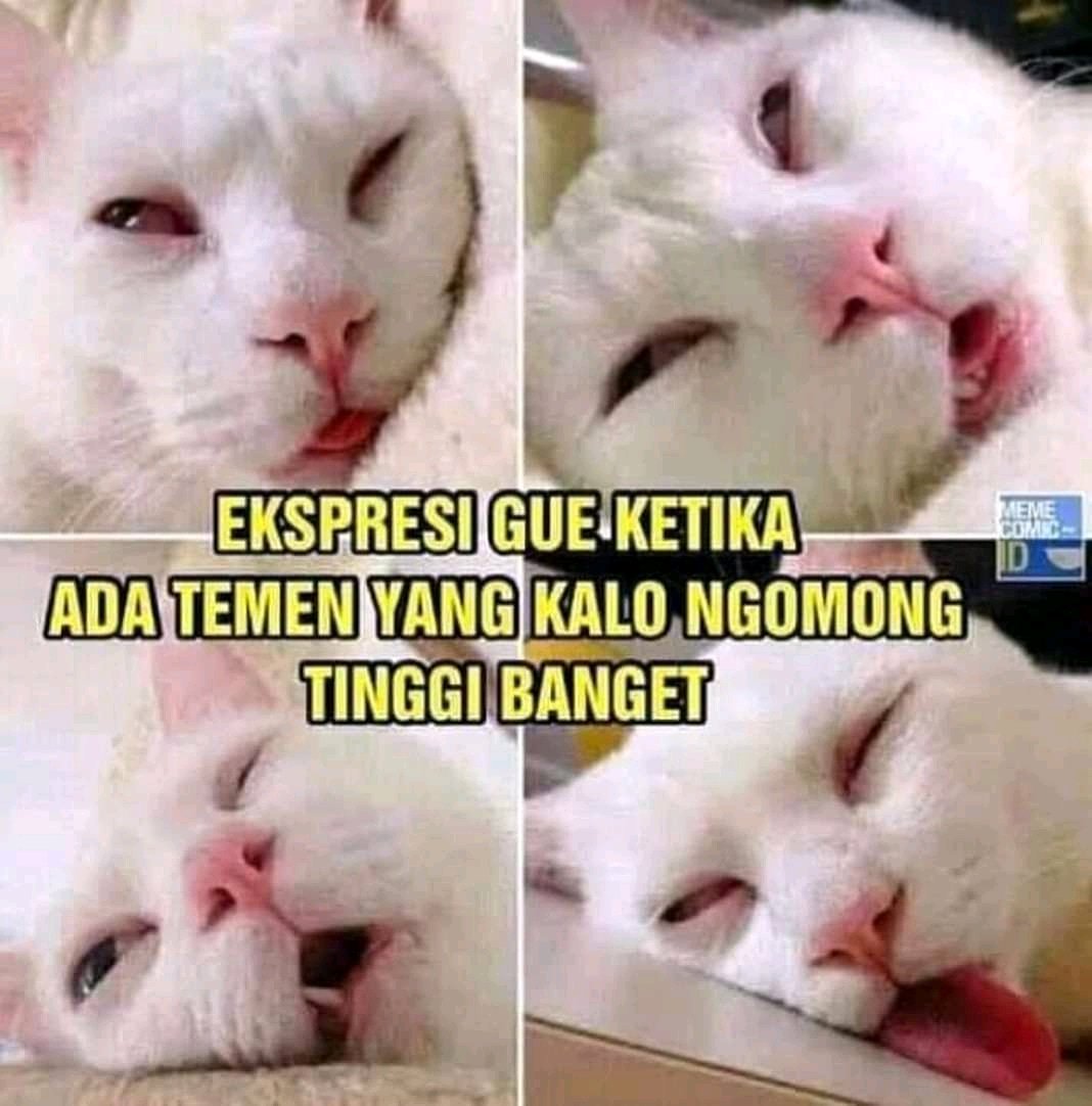 Memekucing Hashtag On Twitter Memekucing Hashtag On Twitter