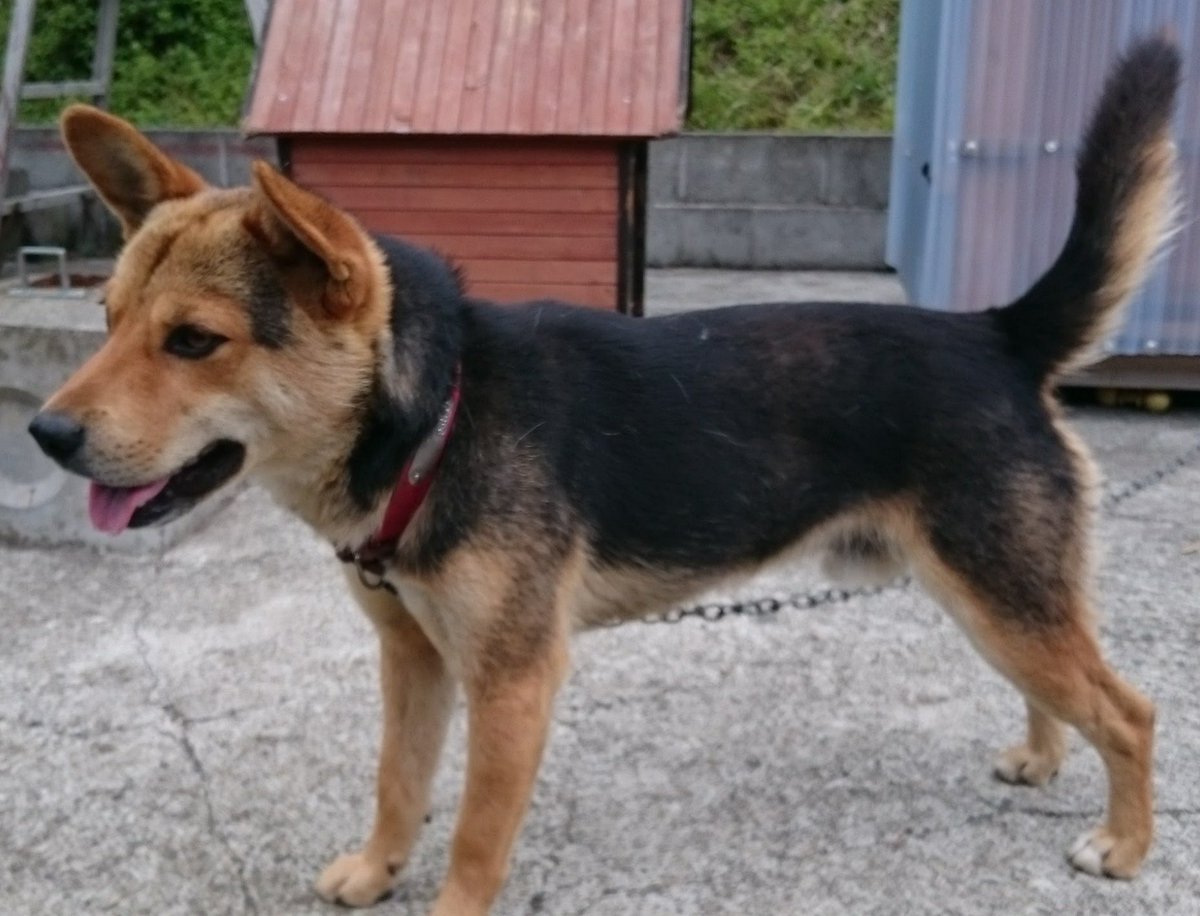 黒茶犬 Twitter પર હ શટ ગ 黒茶犬 Twitter પર હ શટ ગ