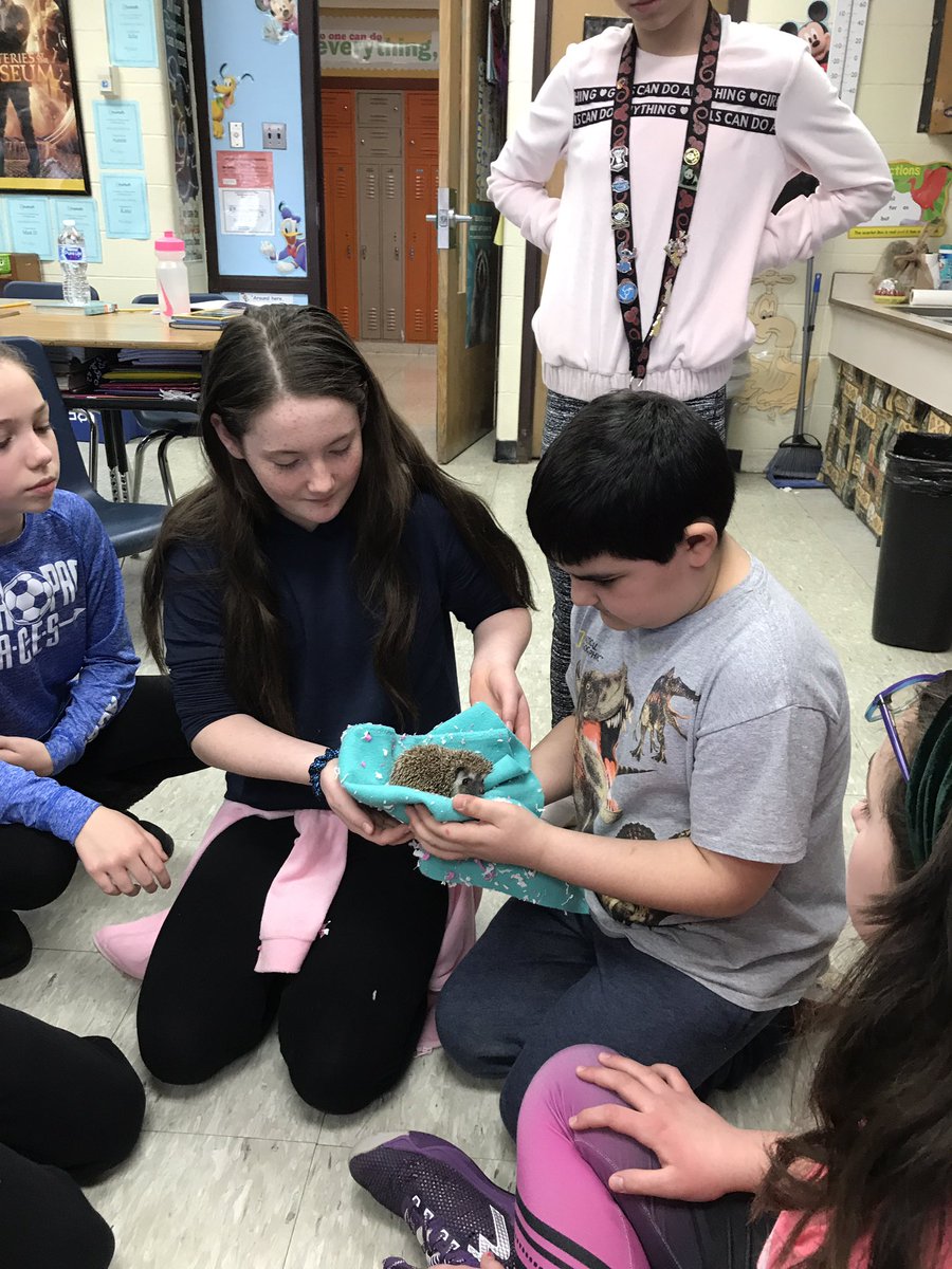 Valerie Trefny, LCSW (@trefnyvmcsd) on Twitter photo Monday morning surprise <a href="/mjdopey/">Mary Jean Cerbini</a> what will you think of next?! #hedgehog <a href="/ARPanthers/">Austin Road School</a> Monday morning surprise <a href="/mjdopey/">Mary Jean Cerbini</a> what will you think of next?! #hedgehog <a href="/ARPanthers/">Austin Road School</a>