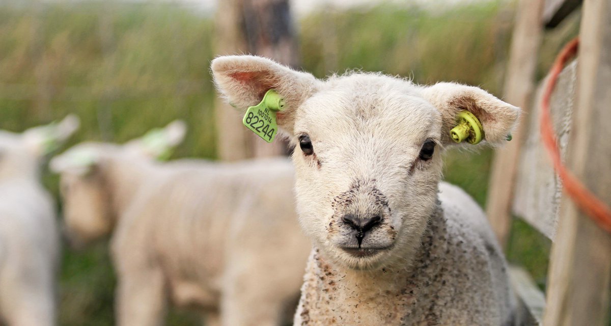 Ab heute kannst du auf laemmerradar.de genau sehen, wo die #Texel-Lämmer auf die Wiese laufen! Bist du auch neugierig? Züm #Lämmerrader:
Foto: <a href="/Justin_Sinner/">Justin Sinner Photography</a>