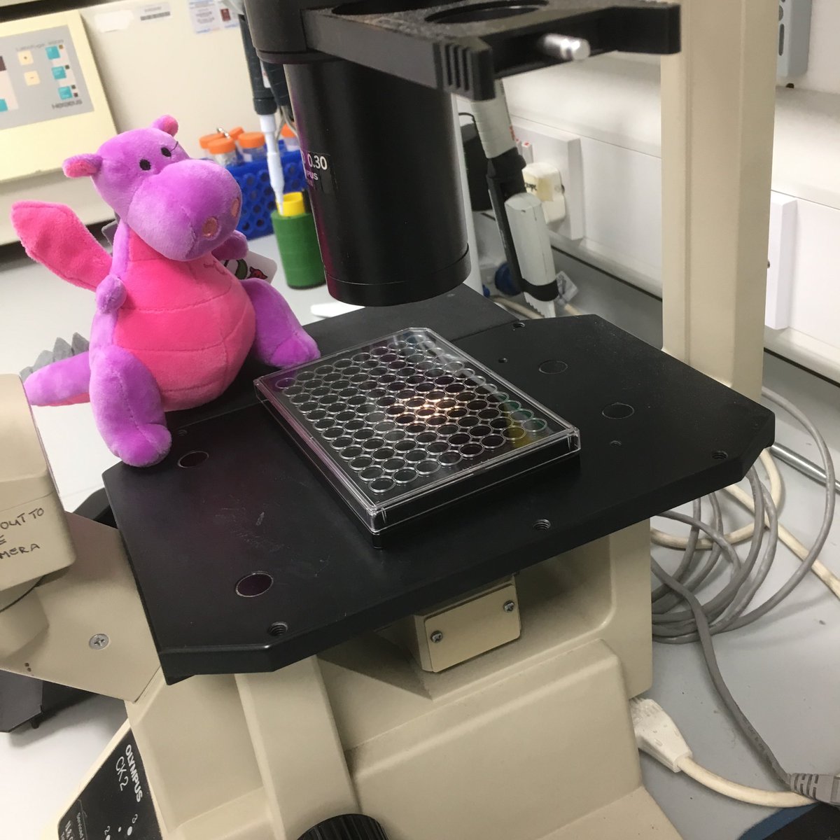 Stratech_UK's tweet photo. We love to see @Biossusa ABBY working hard in our customers labs 👨‍🔬👩‍🔬🧬🦠🧪🧫🔬 #rabbitmonoclonal #antibodies #stratech https://t.co/Lyqwwd9li4