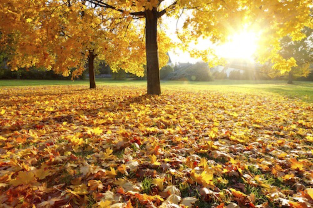 PresTreeServ's tweet image. Healthy #trees start with #healthysoil! Read more on our #treeblog: ow.ly/KqOg30nXBg7