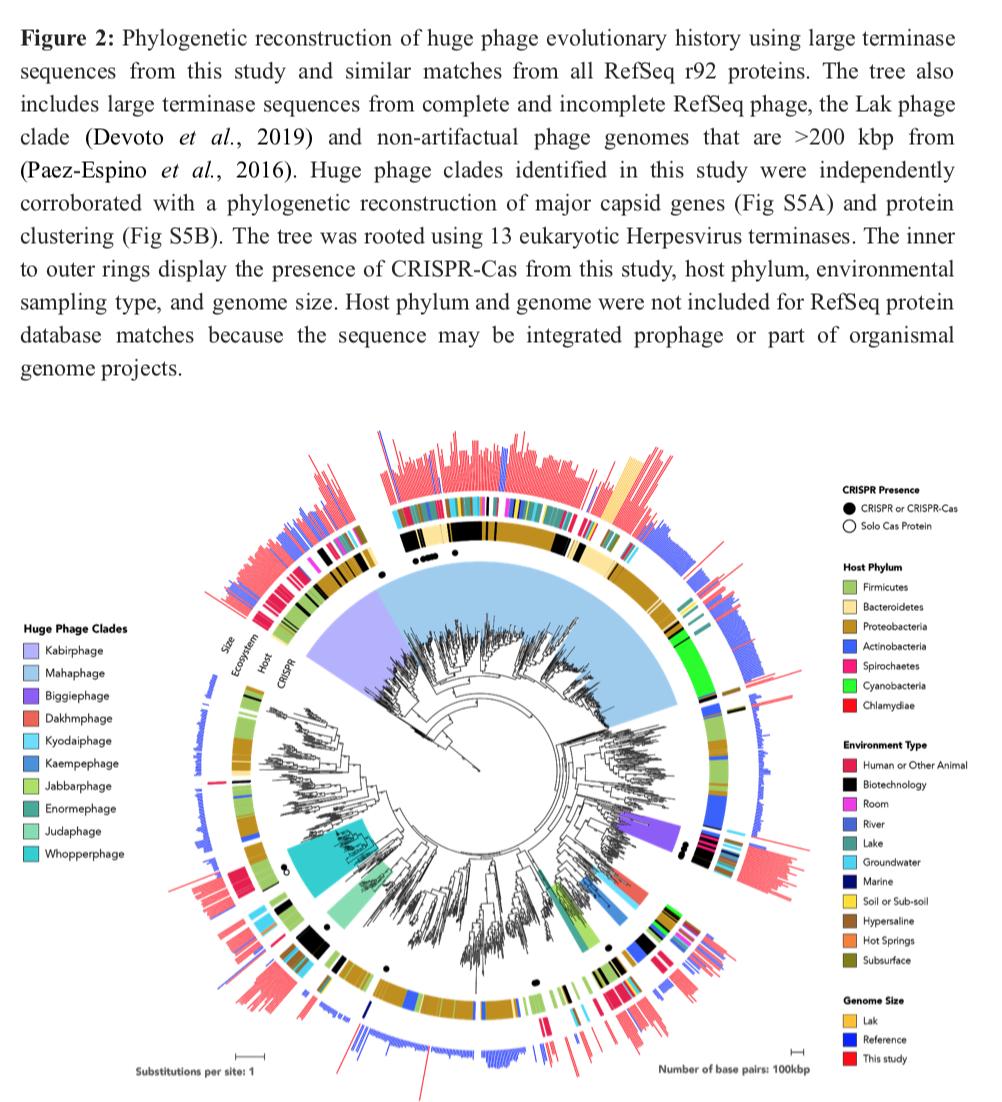 phylogenomics's tweet photo. This is huge: Clades of huge phage from across Earth's ecosystems https://t.co/A7I4Xpr1G8 #bioRxiv #phage #microbiology https://t.co/uZ3QTeQoj9