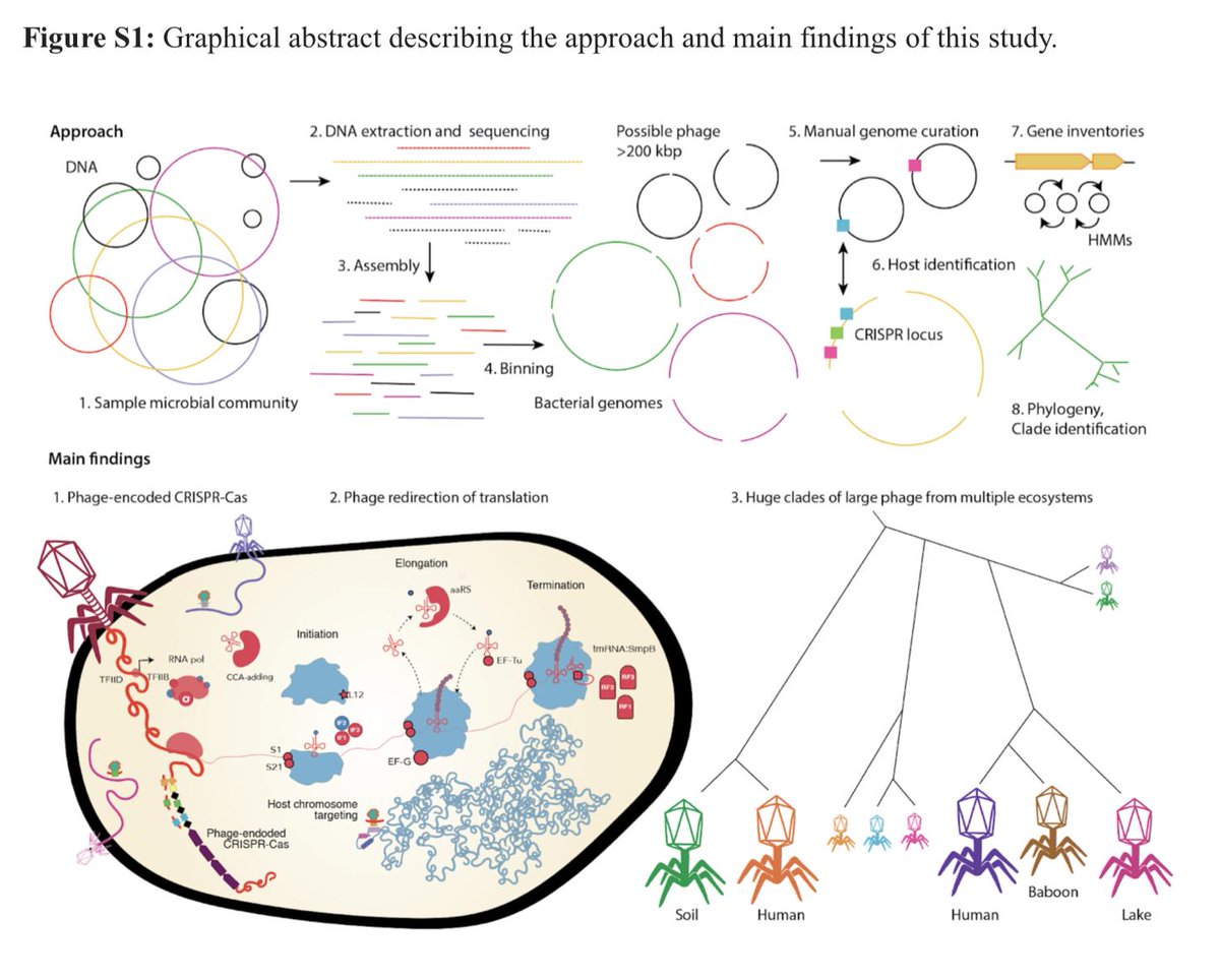 phylogenomics's tweet photo. This is huge: Clades of huge phage from across Earth's ecosystems https://t.co/A7I4Xpr1G8 #bioRxiv #phage #microbiology https://t.co/uZ3QTeQoj9