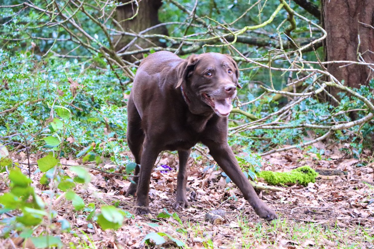 Did somebody say BALL?! #crazydog