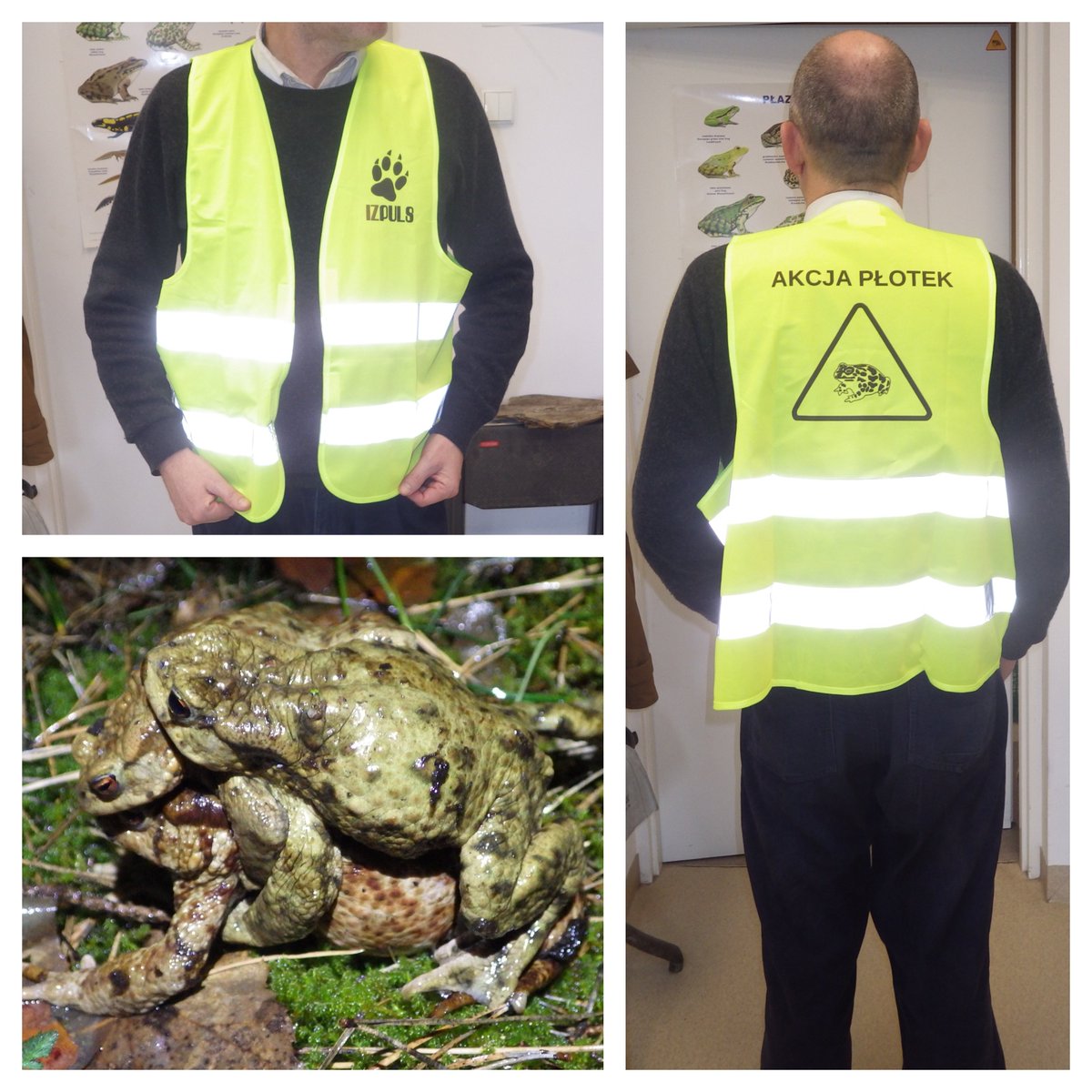 MrTraszka's tweet photo. New vests for spring work with amphibians are ready. Many thanks for help to @izpuls and @GreatGreyTryjan ... but today it is snowing in #Poznan #Akcja_Płotek #volunteers #roadecology #roadmortality #common_toad #Bufo_bufo https://t.co/Ryi28sjLjN