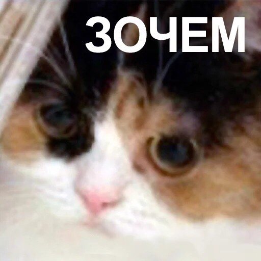 D1Yv9iCWwAEyom7.jpg