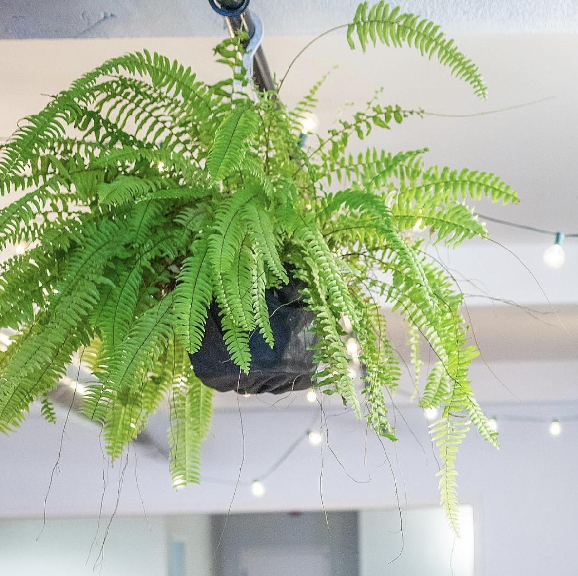 plotlygraphs's tweet image. 💙🌿💡 #plotlylife see more greens on our IG: buff.ly/2A5lze3