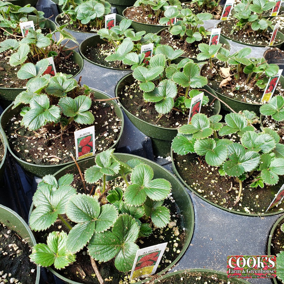 Now is a perfect time to be planting bareroot plants. We have bareroot bundles of rasperries, strawberries, and asparagus. 🍓 Come on in and check them out!
.
#cooksfarmandgreenhouse #cooksfarmgreen #barerootplants