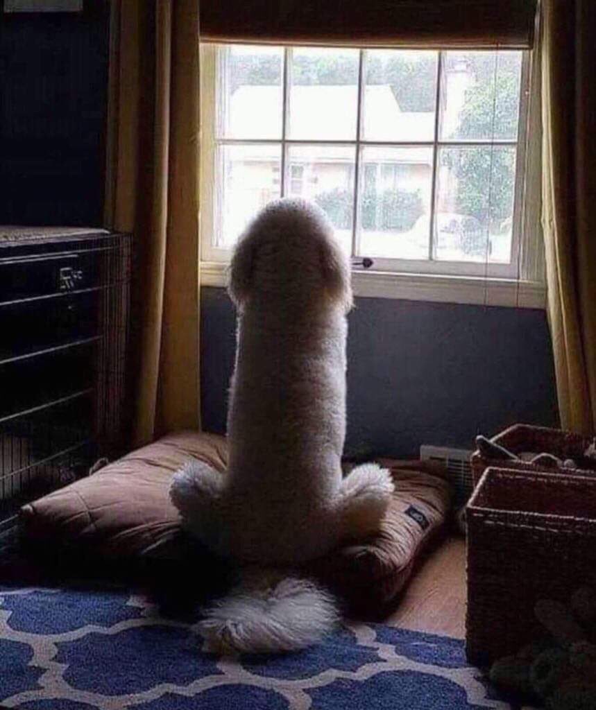 Wow, not sure about the customers dog gazing out the window today #Glazier #Glass #WillyTheDog