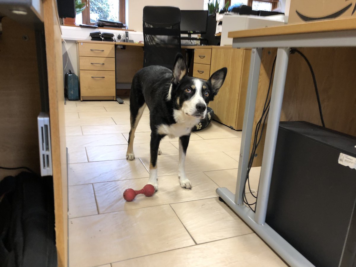 WhitcherWild's tweet image. Who says an office dog distracts you from working! #office #officedog #dog #dogs #officelife