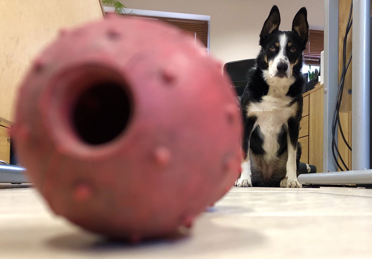 WhitcherWild's tweet image. Who says an office dog distracts you from working! #office #officedog #dog #dogs #officelife