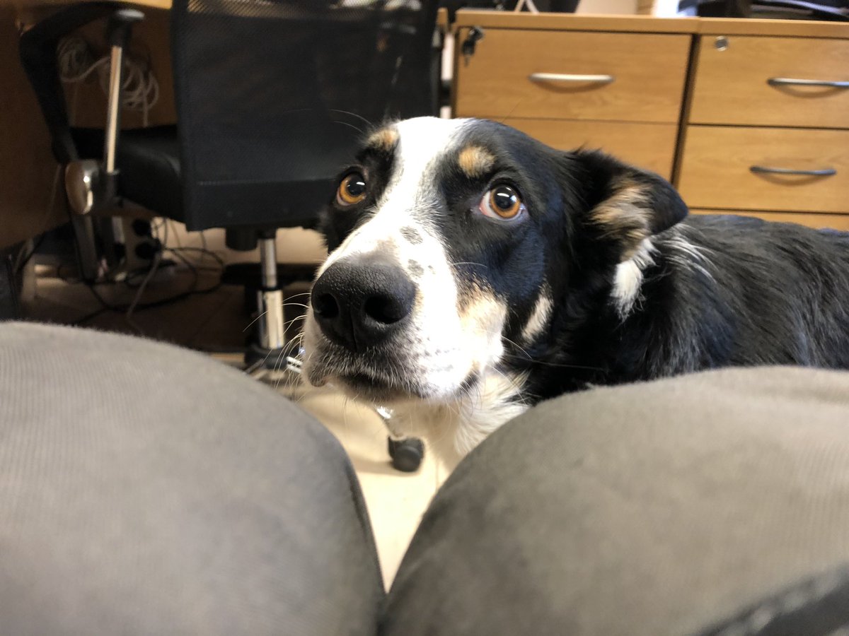 WhitcherWild's tweet image. Who says an office dog distracts you from working! #office #officedog #dog #dogs #officelife