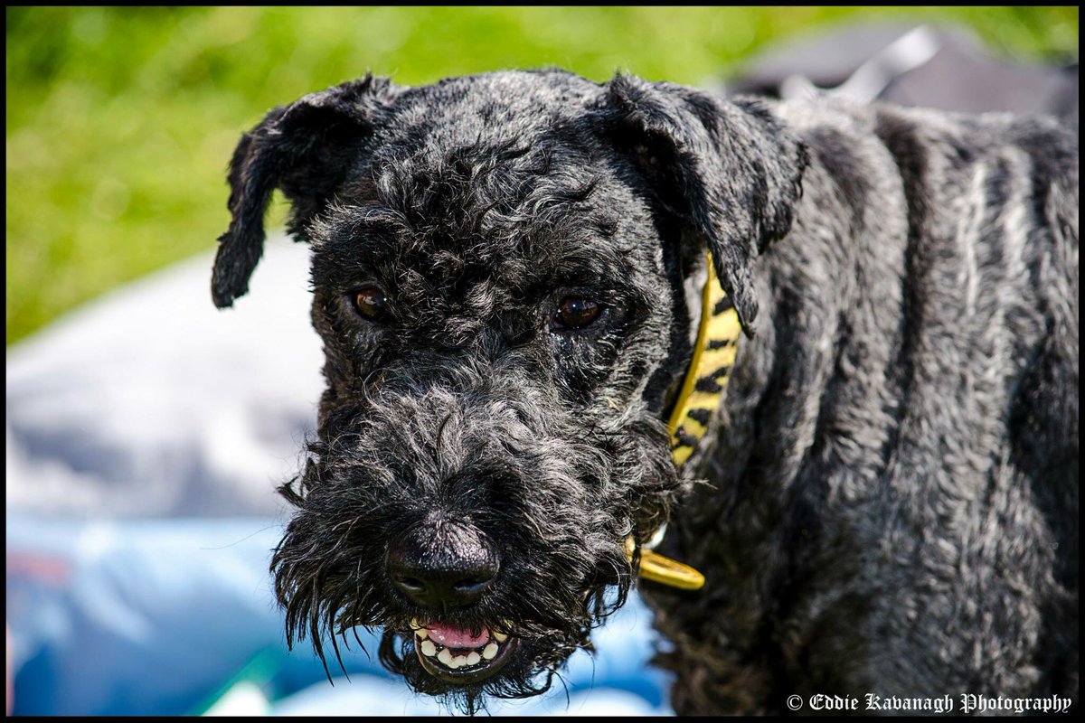 The Finns tweet media