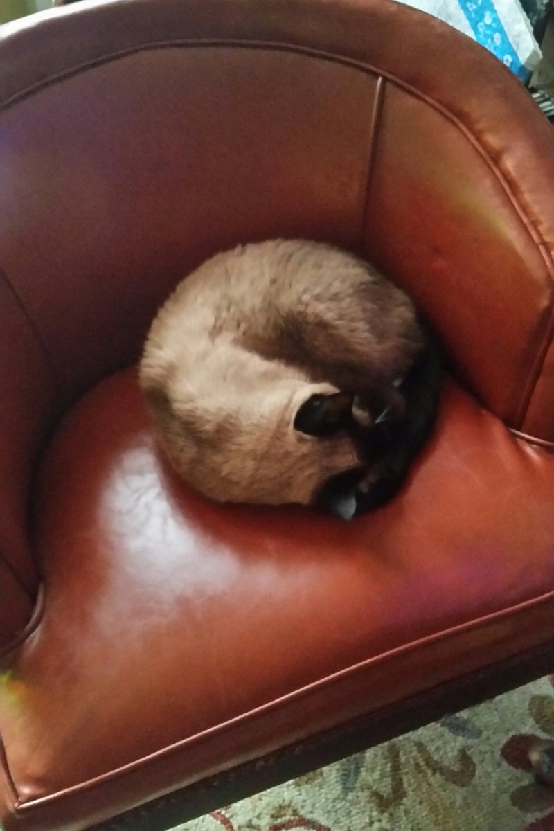CassieJFox's tweet photo. No Tuna For our Feline "Troms"  Its Cat Shrimp On #NationalNappingDay  #Shrimping  #CatShrimp #CatPeeple #MondayMotivation #StudioLounge #Moon2mars Dreams #FelineFurriends https://t.co/qwTmKH96tj