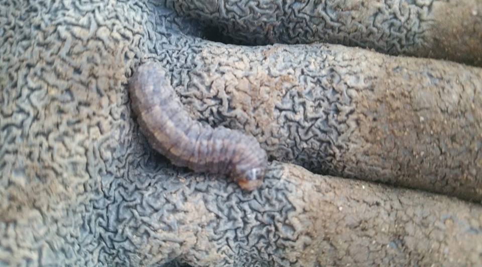 socialeready's tweet photo. Hello #GardensHour does anyone know which caterpillar this is? I've found a few of them on my tulips. We're in Portugal atm - if that helps. Need an entomologist please. #butterflies #lavae #wildlifegarden https://t.co/2MceX9iV7U