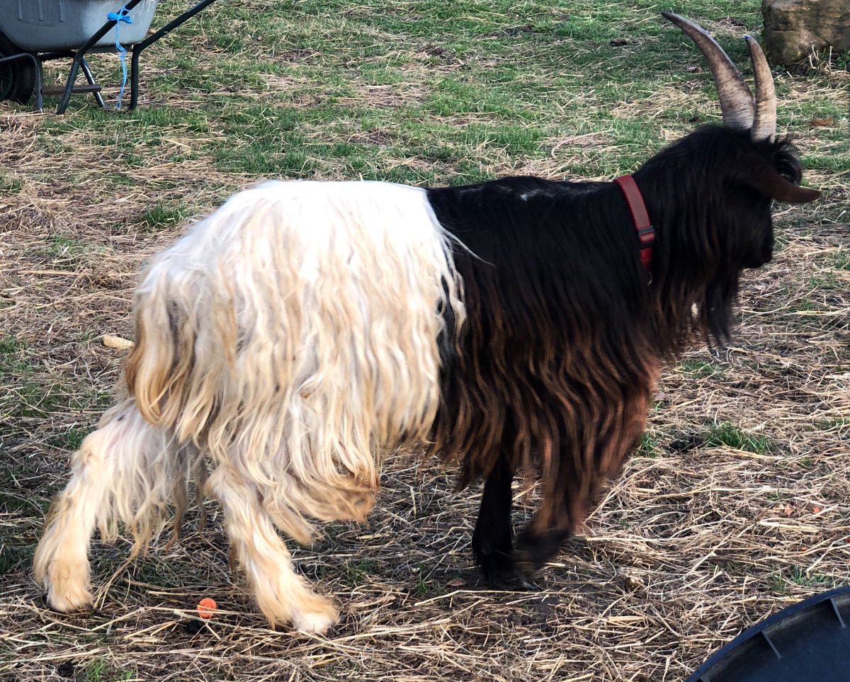 PitHartling's tweet photo. Finally found the finale for my Colour-Changing Goat routine! #Halfdyed #BillyMcComb #Goatmagic https://t.co/cmF6sJjg5V