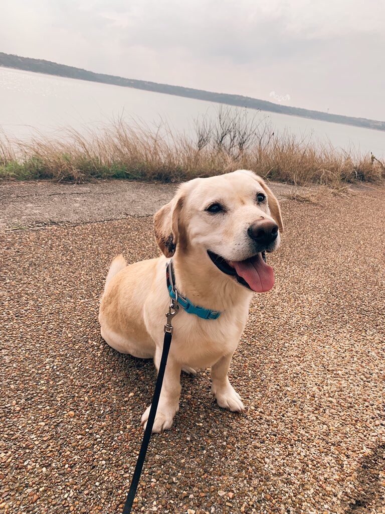 dog_rates's tweet photo. This is Dough. He’s a basset hound working undercover as a lab. Can’t discuss the mission, but it’s very important. 14/10 rare as h*ck https://t.co/f6w2FZYU8V