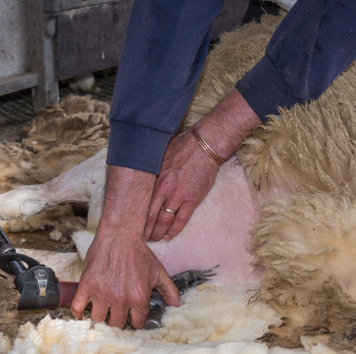 BritishWoolFarm's tweet photo. Are you interested in learning how to #shear? Find a shearing course near you. We have more than 50 courses listed on our website 

https://t.co/74hEGSSsi5 https://t.co/sUCIcqqZjo