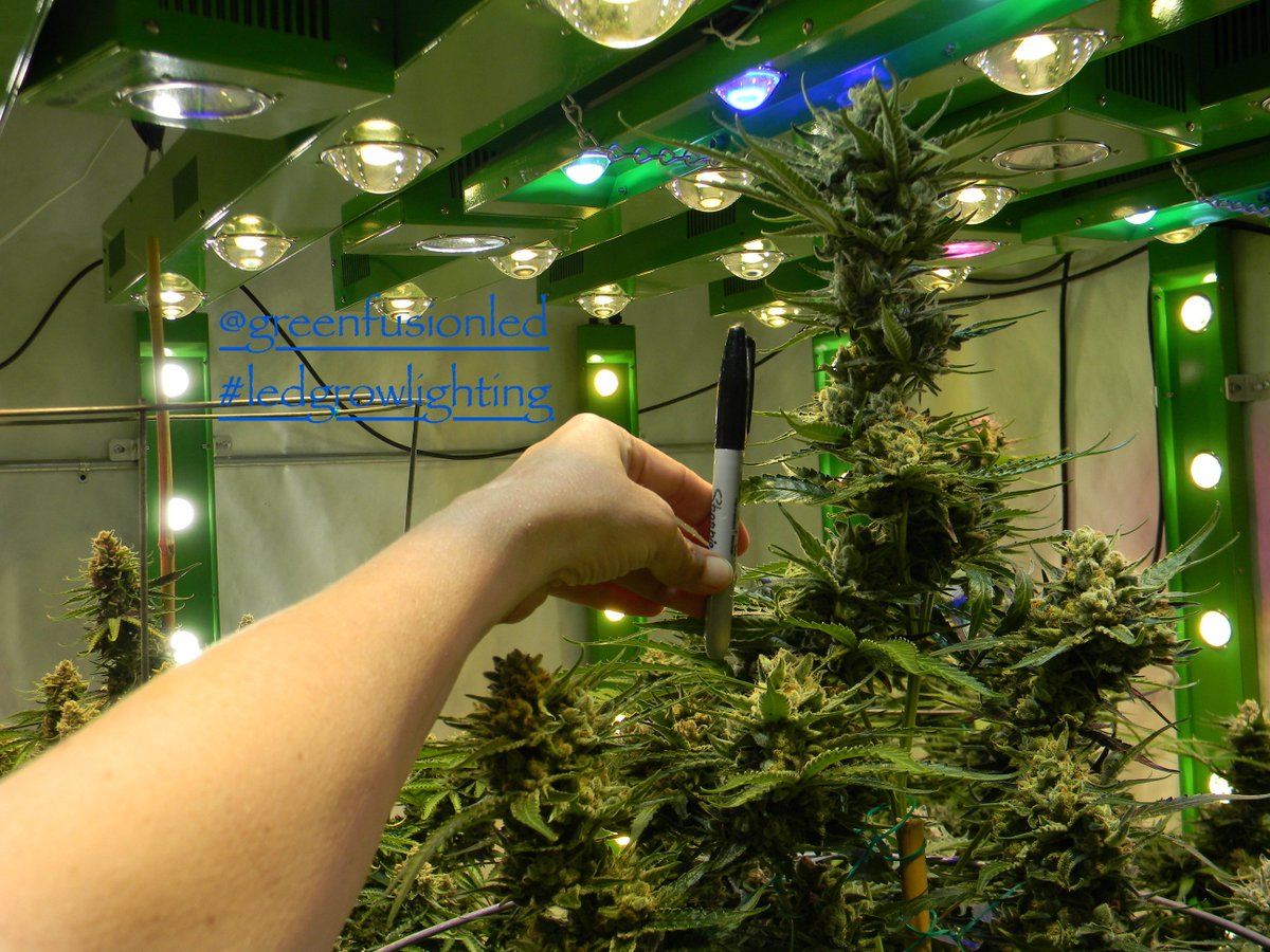 greenfusionled's tweet photo. Mm๐the๐of #electricdogshit in the morning๐
#dankofengland #highsociety #calitouk #710society #kush #highlife #stonergirls #dank #topshelf #dankmemes #keif #rosintech #rosin #dabs #solventless #bho #loudpack #smokelouduk #loudif #thestation #indica #sativa #vvs #wakeandbake https://t.co/76aFqGbpeU
