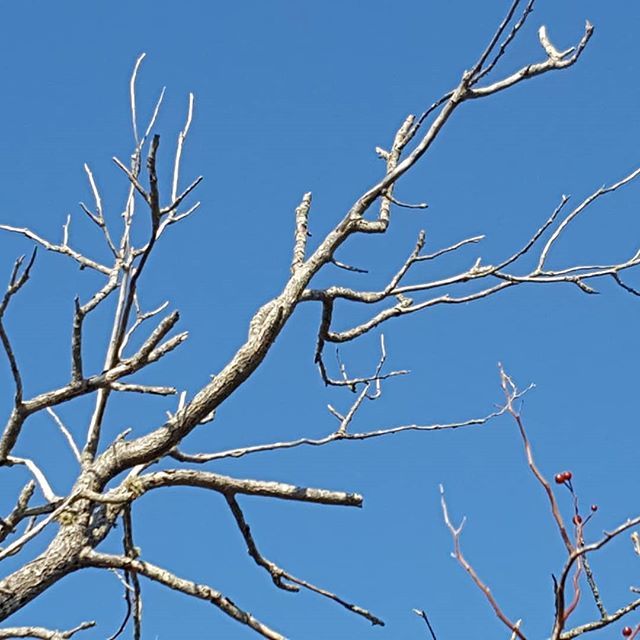 JustOneDonna's tweet photo. Can you believe the color of the sky this morning?  It took my breath away. #bluesky #mondaymoments #blue https://t.co/u6rv5kBIPi https://t.co/QAbDsomqt4