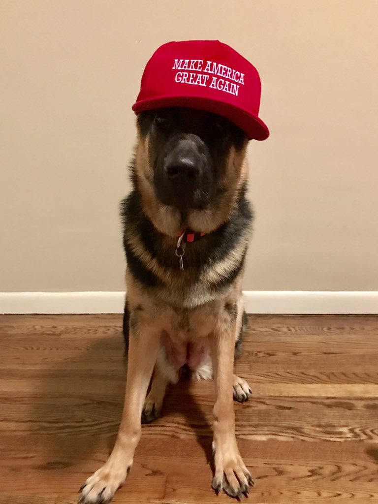 maga dog hat