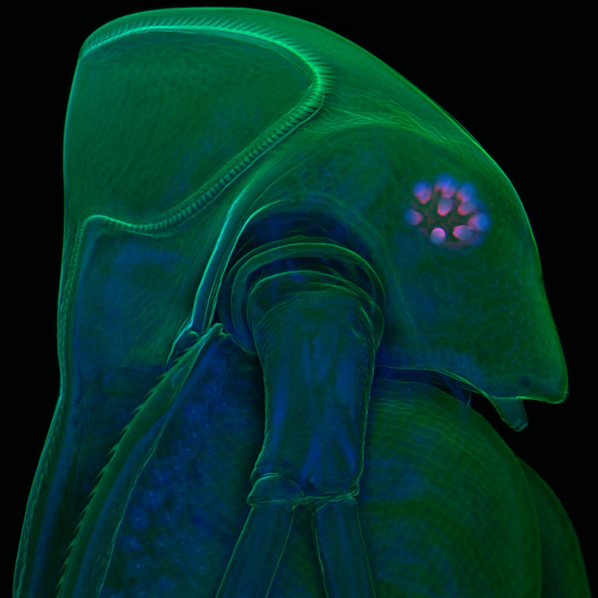 #MicroscopyMonday You can see the exoskeleton of this water flea (Daphnia atkinsoni) in green. But do you see the tiny blue dots? Those are the nuclei of its cells.  
🔬📷: Jan Michels, 2009 Olympus BioScapes Digital Imaging Competition