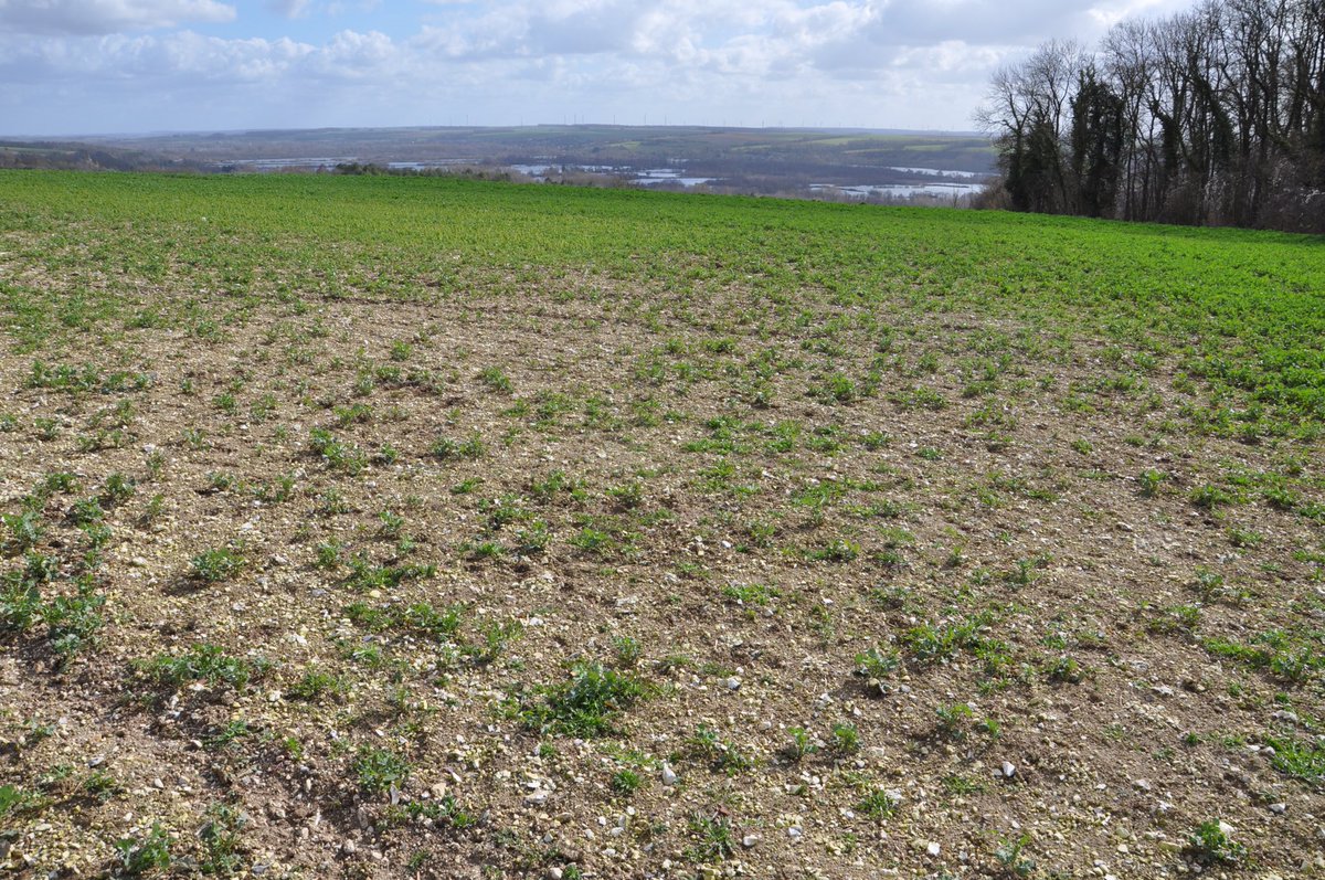 VirginieC_'s tweet photo. 🌱Panique chez le voisin cet après midi ‼️😱
Sa parcelle de #colza n’est pas en grande forme❗️🤭
La cause ⁉️Un des éléments de réponse dans les photos qui suivent.
➡️💯 % des #plantes touchées 

Ouvrez bien grand vos yeux ❗️👀 
Vous les avez trouvées ❓😊 https://t.co/xqiy9PY5DY