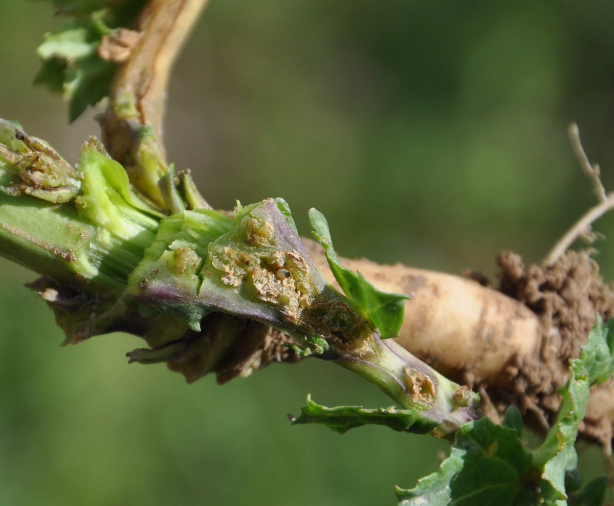 VirginieC_'s tweet photo. 🌱Panique chez le voisin cet après midi ‼️😱
Sa parcelle de #colza n’est pas en grande forme❗️🤭
La cause ⁉️Un des éléments de réponse dans les photos qui suivent.
➡️💯 % des #plantes touchées 

Ouvrez bien grand vos yeux ❗️👀 
Vous les avez trouvées ❓😊 https://t.co/xqiy9PY5DY