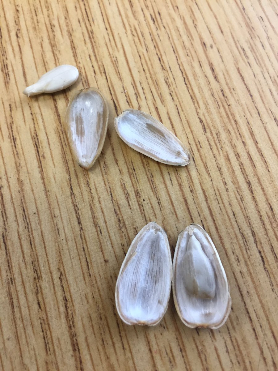 BowersOakHill's tweet image. Let’s see what will sprout @oakhilles #soaringintoscience