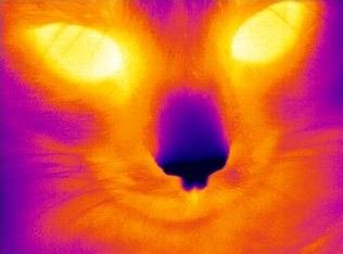 EuropHospital's tweet image. Will nanotechnology give us #infraredvision? Mice with vision enhanced by #nanotechnology were able to see #infraredlight as well as visible light. healthcare-in-europe.com/en/news/will-n…