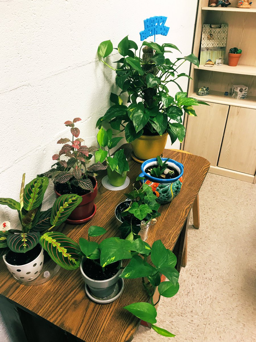 My office table is getting a little crowded but I love my plants! #nowindows #lowlightplants