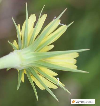Follow our series “This Week in the World of Weeds” to learn more about a weed that gets your goat - Goat’s-beard ow.ly/W2lr30o0fI3