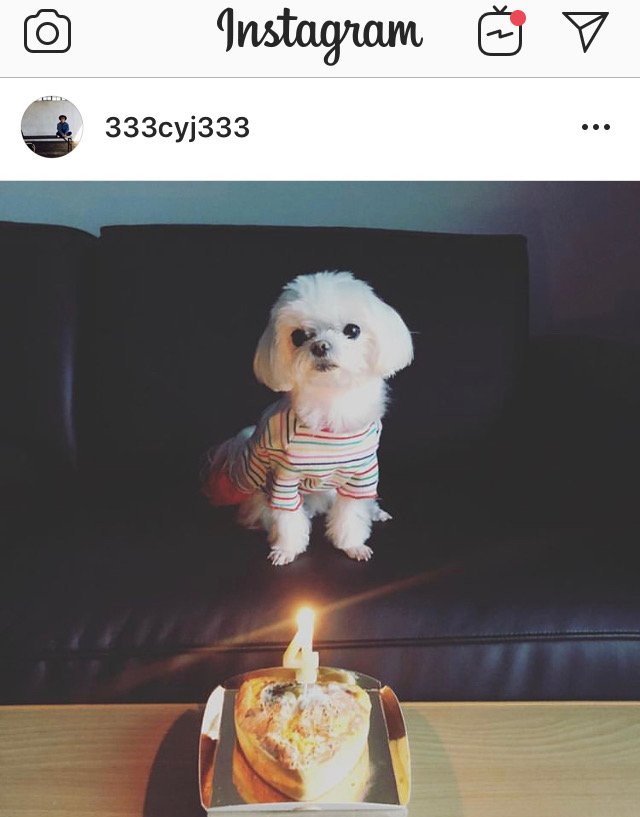 2JaeFan's tweet photo. Queen Coco is soooo cute. 😍 I don't trust the translation though. 😂
[src: 333CYJ333 IG update] 
#QueenCocoDay #YoungJae 
#GOT7 #갓세븐 @GOT7Official https://t.co/msAObUIGXl