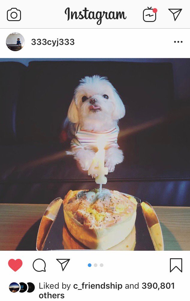 2JaeFan's tweet photo. Queen Coco is soooo cute. 😍 I don't trust the translation though. 😂
[src: 333CYJ333 IG update] 
#QueenCocoDay #YoungJae 
#GOT7 #갓세븐 @GOT7Official https://t.co/msAObUIGXl