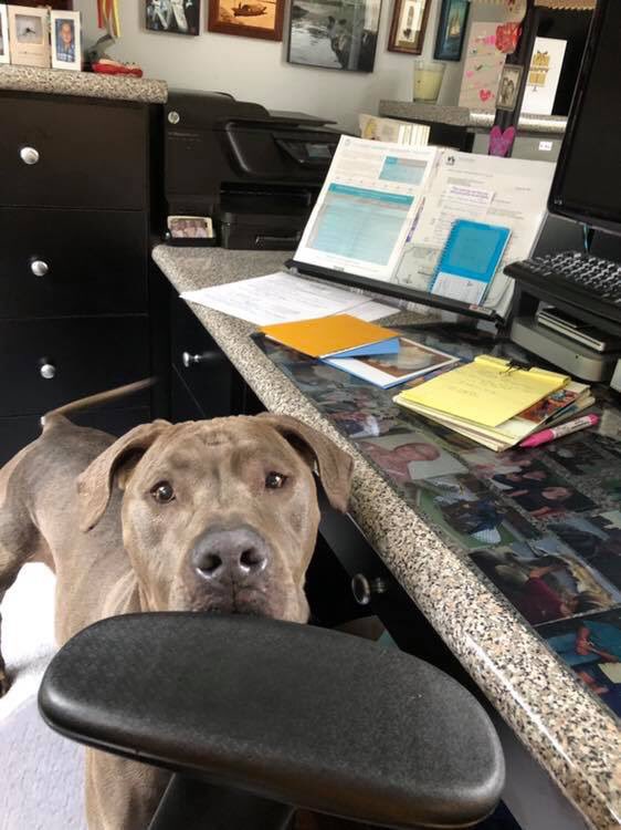 CARL_dogs's tweet photo. This weeks #MCM has shown how much of a gentleman he is in his foster home. Ranger loves to cuddle, go for walks, share his rice (2nd pic) and help out when you work from home. #adoptdontshop #weimaranermix #staffiemix #ranger #rescuedogsofinstagram #carldogs https://t.co/iEEyoUGCEj