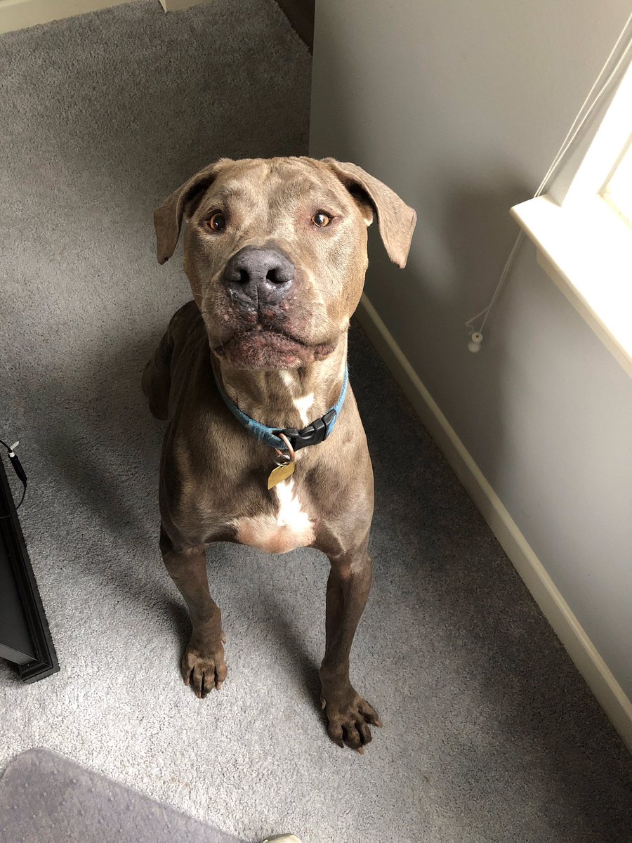 CARL_dogs's tweet photo. This weeks #MCM has shown how much of a gentleman he is in his foster home. Ranger loves to cuddle, go for walks, share his rice (2nd pic) and help out when you work from home. #adoptdontshop #weimaranermix #staffiemix #ranger #rescuedogsofinstagram #carldogs https://t.co/iEEyoUGCEj